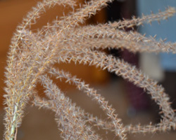 grass feather plumes