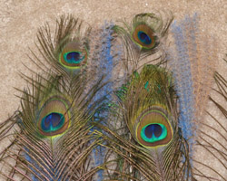 peacock feathers and plumes together