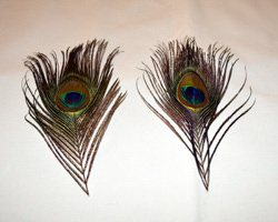 peacock feather earrings