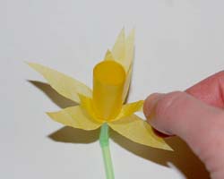 tissue daffodils