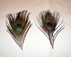 peacock feather earrings