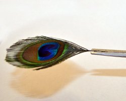 peacock feather earrings