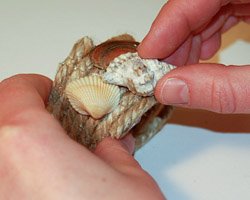 seashell napkin rings