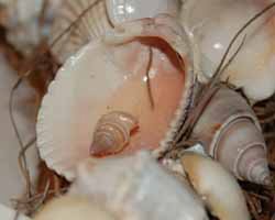 seashell wreath