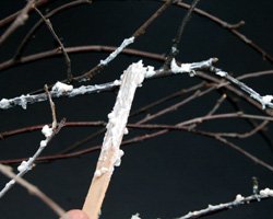 snow covered branches