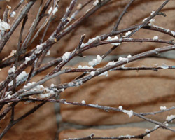 snow covered branches